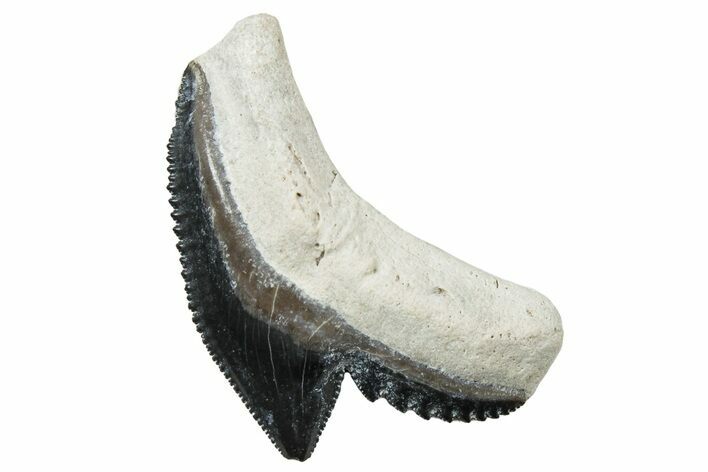 Fossil Tiger Shark (Galeocerdo) Tooth - Bone Valley, Florida #299579